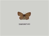 藏品(細灰蝶)的圖片